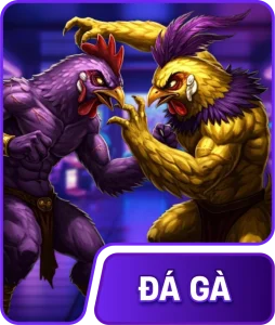 Đá gà H19
